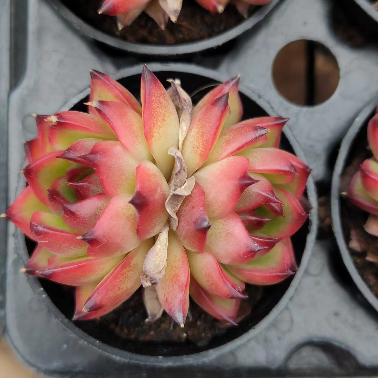 月亮石Echeveria Moon Stone,2 Heads 5.5cm Pot